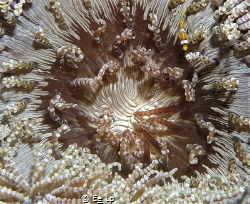 Big anemone small fish ! Amphiprion clarkii (Clark's anem... by E&e Lp 